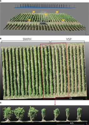 UAV-based individual plant detection and geometric parameter extraction in vineyards